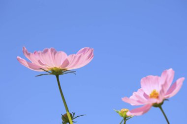 Bahçedeki güzel kozmos çiçeklerinin yakın plan görüntüsü     
