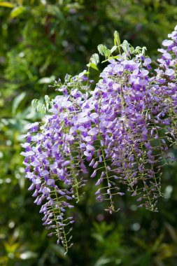Bahçedeki güzel çiçekler