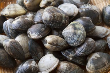 Hasır sepetteki istiridye manzarasını kapat