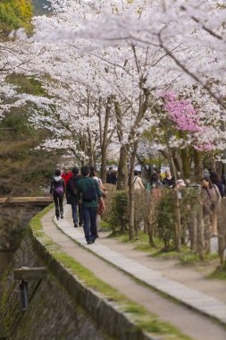 İnsanlar Japonya 'daki bahar parkında kiraz çiçeklerine bakıyorlar.