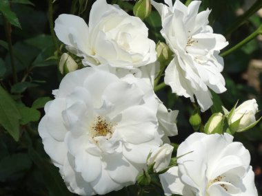 Bahçedeki beyaz gül, yaklaş.