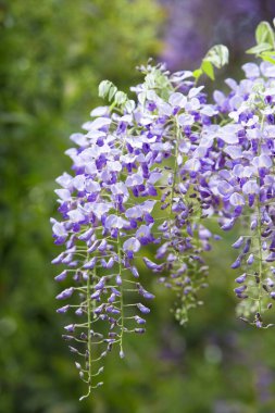 Güzel botanik fotoğrafı, doğal duvar kağıdı.
