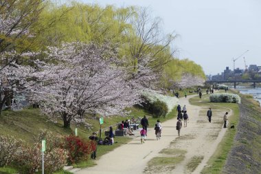 Japonya 'da kiraz çiçekleri, Tokyo