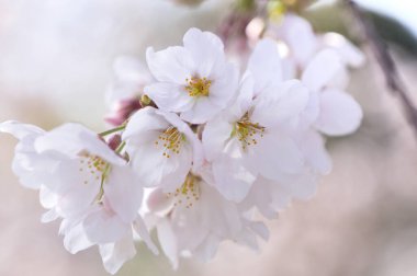 Bahçede güzel bahar çiçekleri