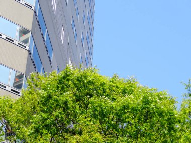 Şehrin ağaç dallarında modern mimari ve yeşil yapraklar        