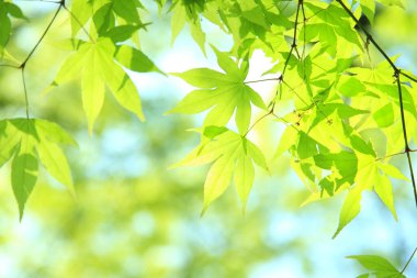 Yeşil bahar yaprakları. Doğa arkaplanı