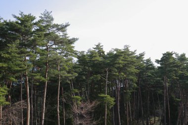 Ormandaki yeşil ağaçların güzel manzarası            