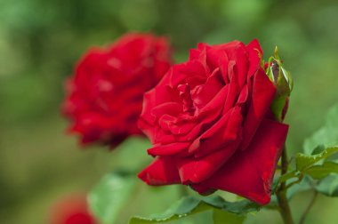 Bahçedeki kırmızı güller