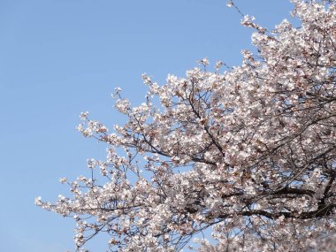 Güneşli bahar gününde bahar ağacı çiçeklerinin yakın plan görüntüsü                 