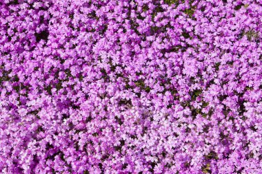 Bahçedeki güzel pembe fenox çiçekleri