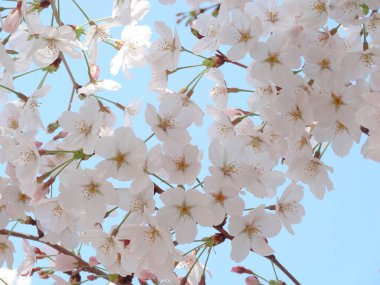 Güneşli bahar gününde bahar ağacı çiçeklerinin yakın plan görüntüsü                 