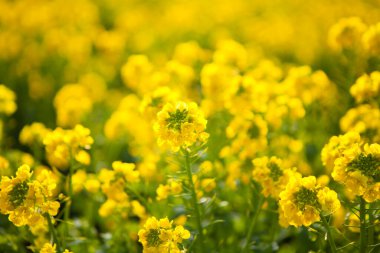 Bahçedeki güzel sarı çiçeğe yaklaş. bahar çiçekleri