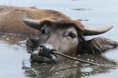 Su bufalosu kısmen suya gömüldü.