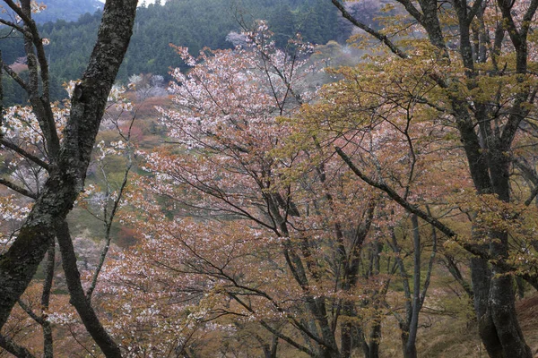 Gyönyörű Őszi Levelek Erdőben — Stock Fotó