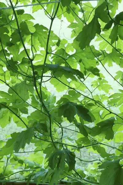 Groene Bladeren Boom Achtergrond Van Natuur — Stockfoto