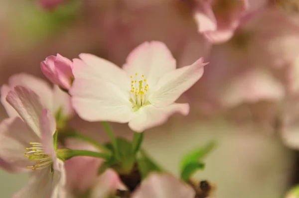 Όμορφα Ροζ Λουλούδια Λουλουδάτη Ιδέα Άνθη Κερασιάς Την Άνοιξη — Φωτογραφία Αρχείου