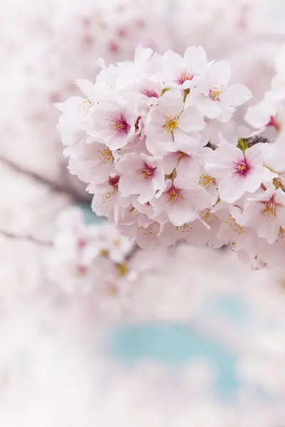 Flores Cerezo Primavera Para Espacio Fondo Copia — Foto de Stock