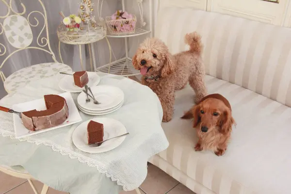 Perros Lindos Cerca Mesa Decorada Con Pastel Chocolate —  Fotos de Stock
