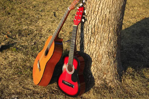大自然背景下树上的声吉他 — 图库照片