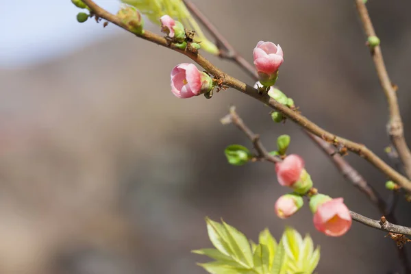 Κλείστε Λουλούδια Του Ανθισμένου Δέντρου Την Άνοιξη — Φωτογραφία Αρχείου
