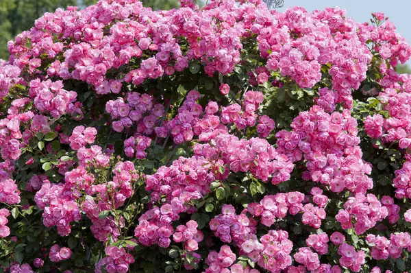 Rosa Strauch Mit Schönen Blüten — Stockfoto