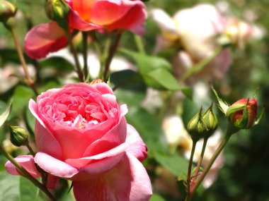 Bahçedeki güzel Pembe Gül Çiçekleri