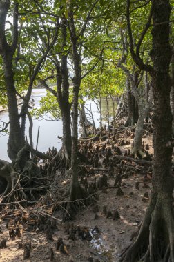 Ormandaki nehrin güzel manzarası