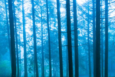 Yeşil ağaçlar ve sisli yaz ormanı manzarası