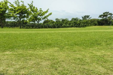 yeşil çimen ve bahçe doğa arka planında ağaçlar