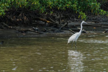 Ormanda beyaz balıkçıl