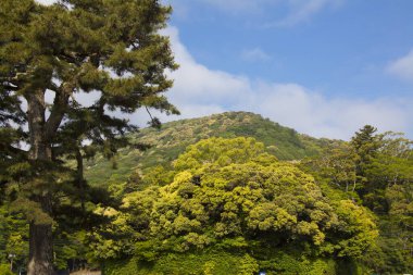 Parktaki yeşil ağaçlar gündüz vakti