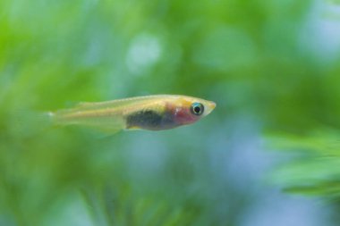 küçük bir balık akvaryum.