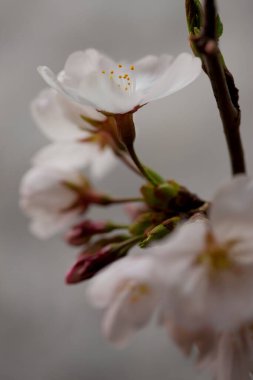 Bahçesinde beyaz çiçekler olan güzel bir kiraz ağacı dalı