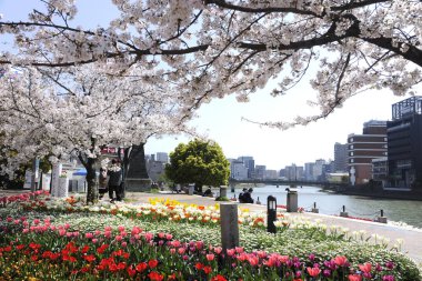 Japonya 'da kiraz çiçeği zamanı