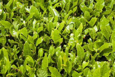 Yeşil yaprak dokusu arkaplanı