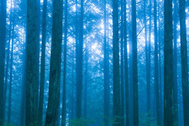 Yeşil ağaçlar ve sisli yaz ormanı manzarası