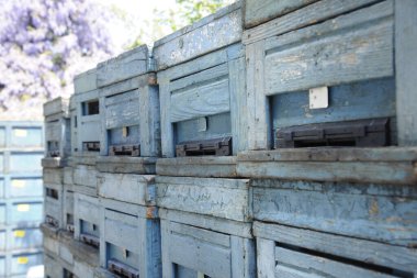 Yığılmış Tahta Arı Kovanı Yeşiller Arkaplanına Karşı Bir Tarlada