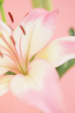 Pembe zambak çiçeğini kapat.