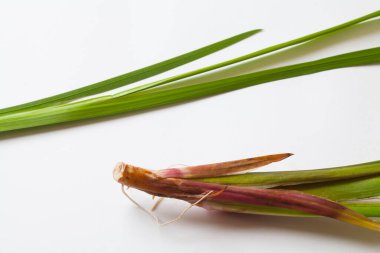 Beyaz arka planda yeşil lahanası