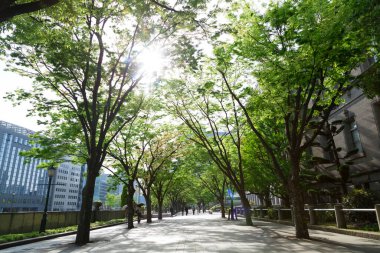 Tokyo 'da sonbahar mevsimi boyunca canlı sonbahar yaprakları