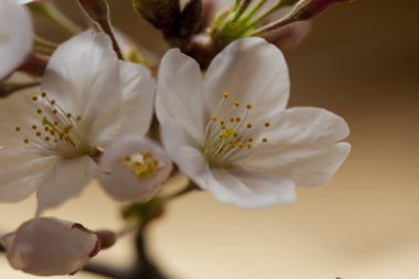 Bahar çiçeği Bahçe