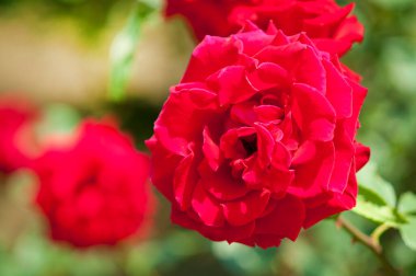 Bahçede açan güzel gül çiçeklerinin yakın plan görüntüsü    