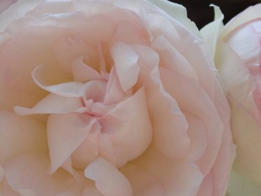 Bahçede pembe güller