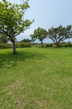 Bahçedeki yeşil çimenler ve ağaçlar doğa arka planında