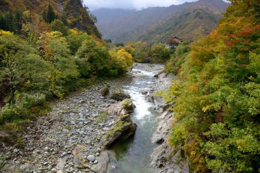 Dağ nehrinin sonbahar manzarası, ağaçların üzerindeki renkli yapraklar.