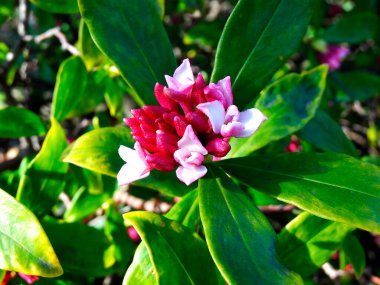 Bahçedeki güzel pembe çiçekler