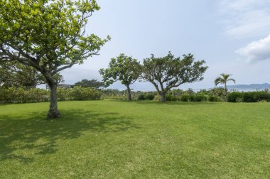 Bahçedeki yeşil çimenler ve ağaçlar doğa arka planında