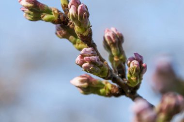 Bahar bahçesindeki ağaç dallarında güzel çiçek tomurcuklarına yakın.      