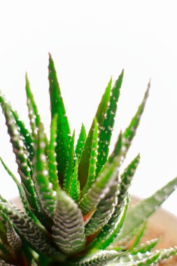 Aloe vera bitkisinin beyaz arka planda yeşil yaprakları var   
