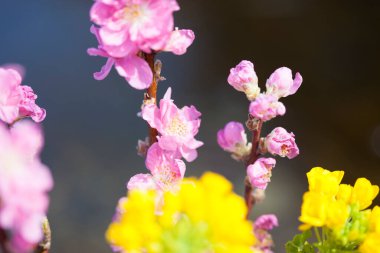 Bahçede güzel bahar çiçekleri